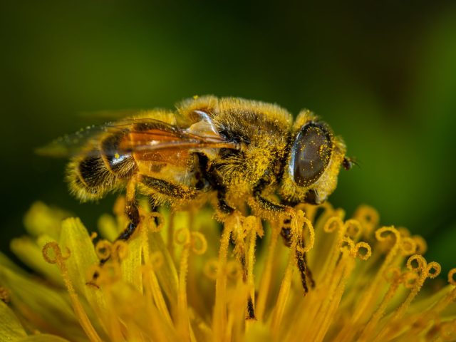 Comment se protéger des allergies saisonnières et améliorer son bien-être ?