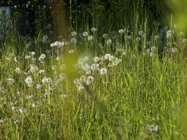 Prévenir les allergies saisonnières : stratégies pour un bien-être optimal