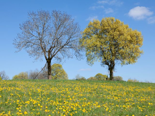 Protégez-vous des allergies saisonnières pour un meilleur bien-être