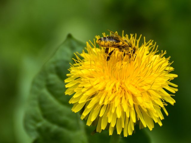 Stratégies efficaces pour mieux vivre avec les allergies saisonnières