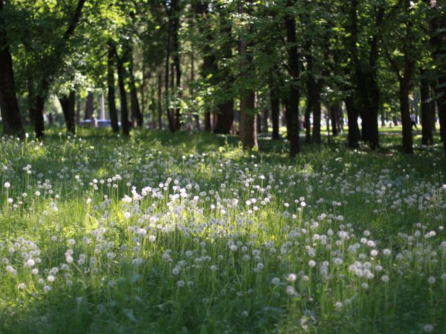 Se protéger des allergies saisonnières pour un meilleur bien-être