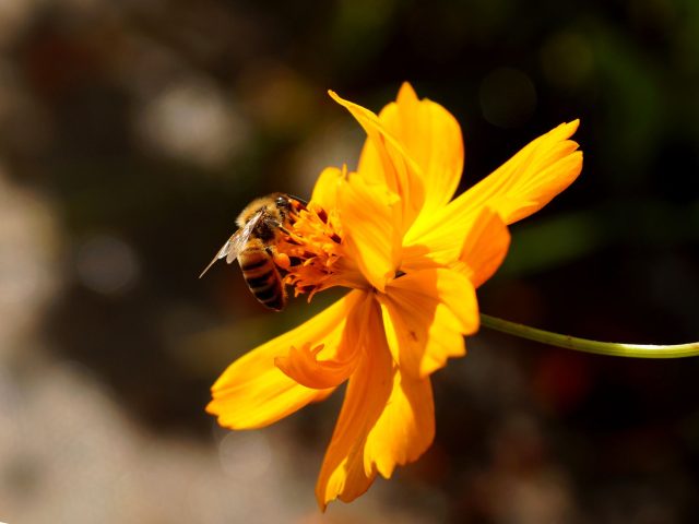 Comment se protéger des allergies saisonnières pour un meilleur bien-être ?