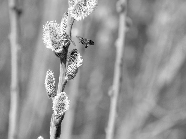 Protégez-vous des allergies saisonnières pour un bien-être optimal