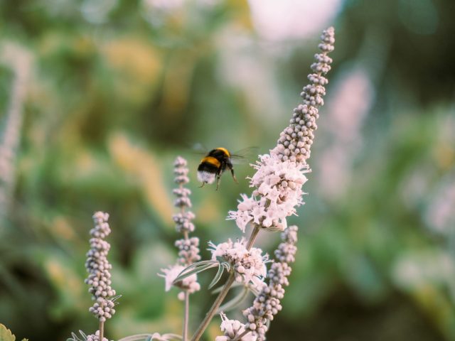 Allergies saisonnières : conseils pour atténuer les symptômes printaniers